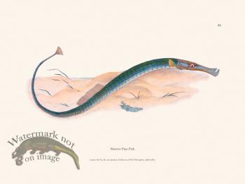 063 Shorter Pipe Fish